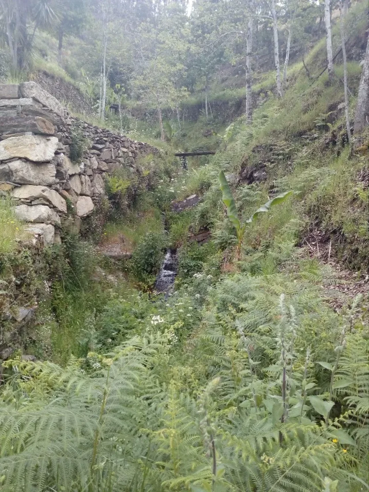 Terreno para Venda em Canelas e Espiunca Foto 15