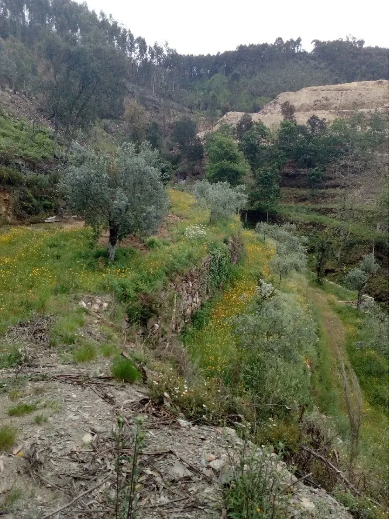 Terreno para Venda em Canelas e Espiunca Foto 8