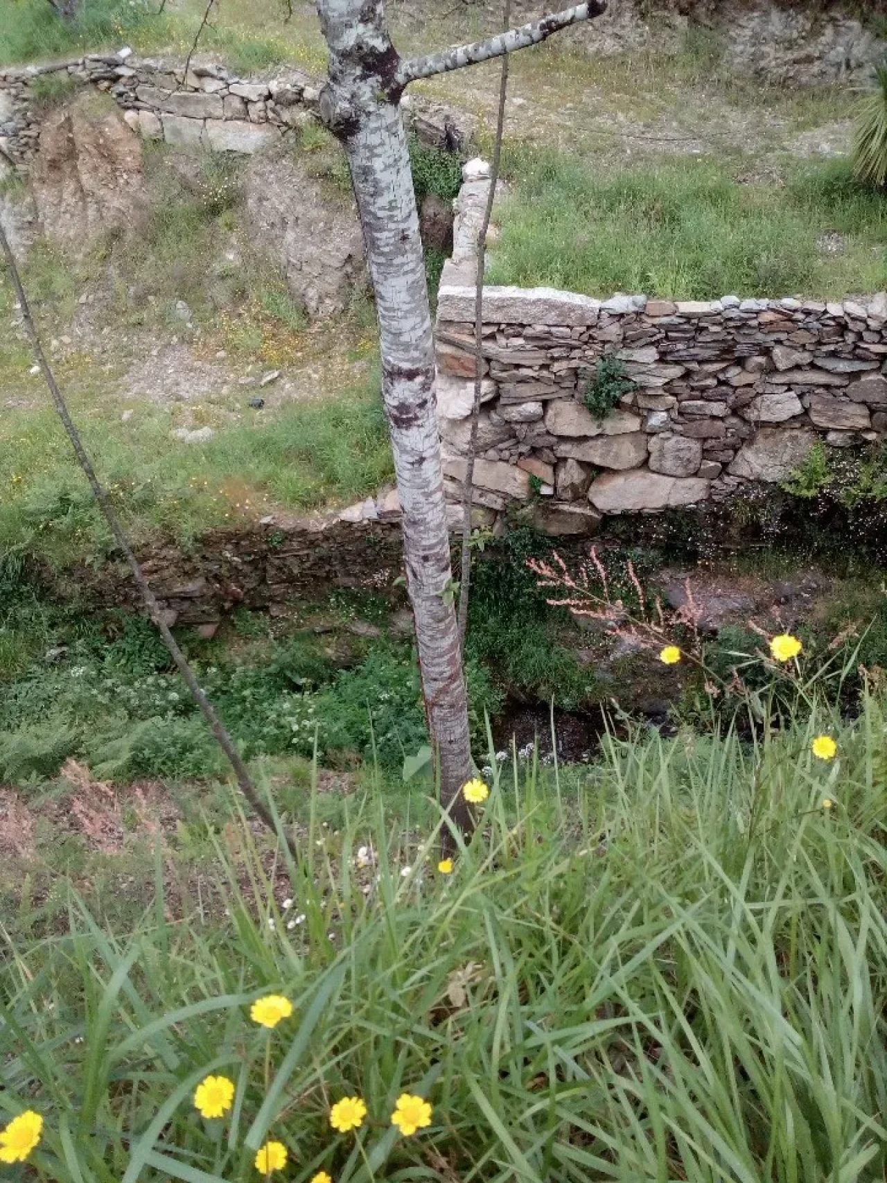 Terreno para Venda em Canelas e Espiunca Foto 5