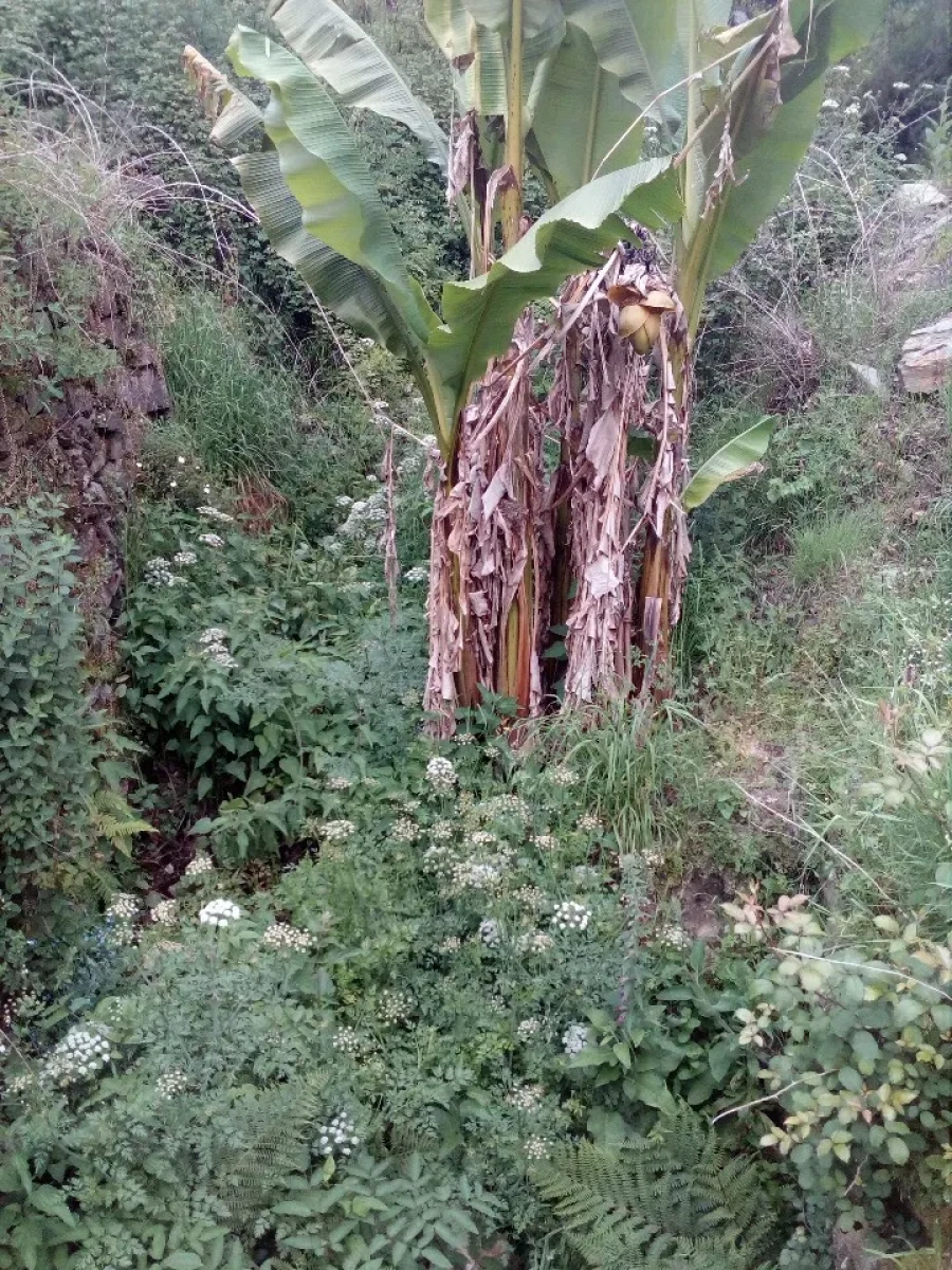 Terreno para Venda em Canelas e Espiunca Foto 11