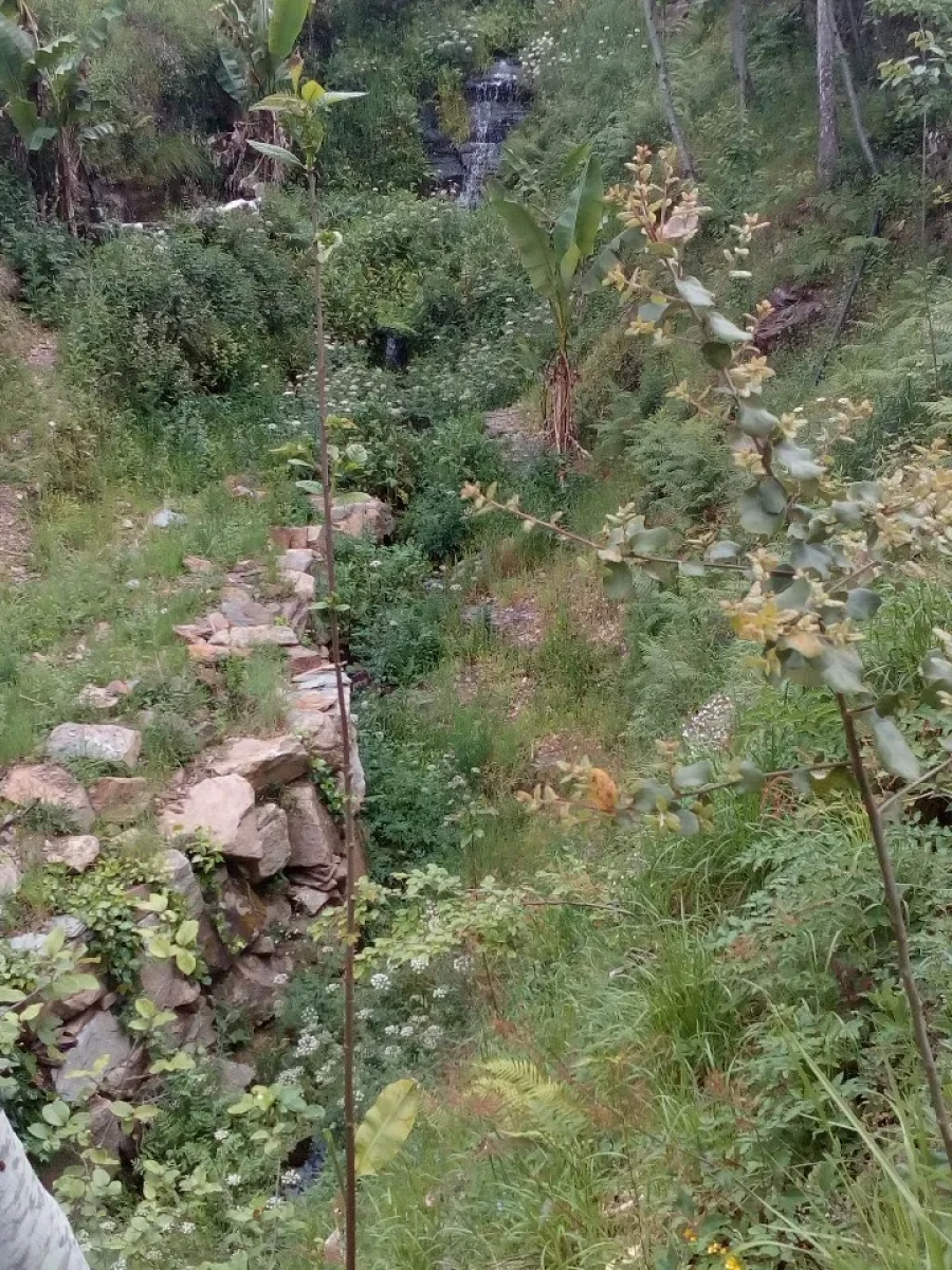 Terreno para Venda em Canelas e Espiunca Foto 6