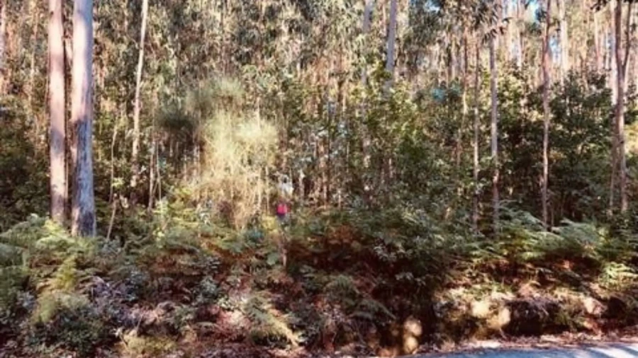 Terreno para Venda em Romariz Foto 5