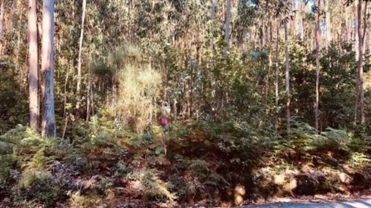 Terreno para Venda em Romariz Foto 5