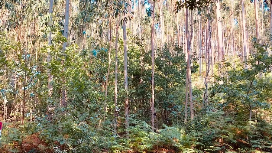 Terreno para Venda em Romariz