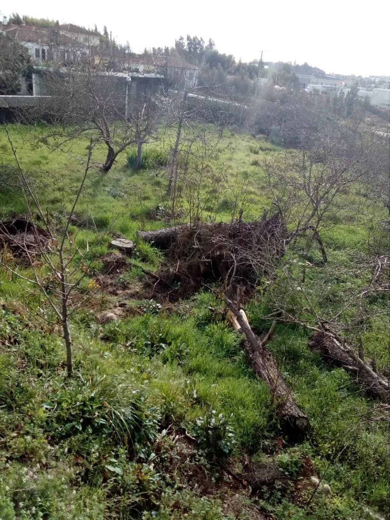 Terreno para Venda em Macieira de Sarnes Foto 3