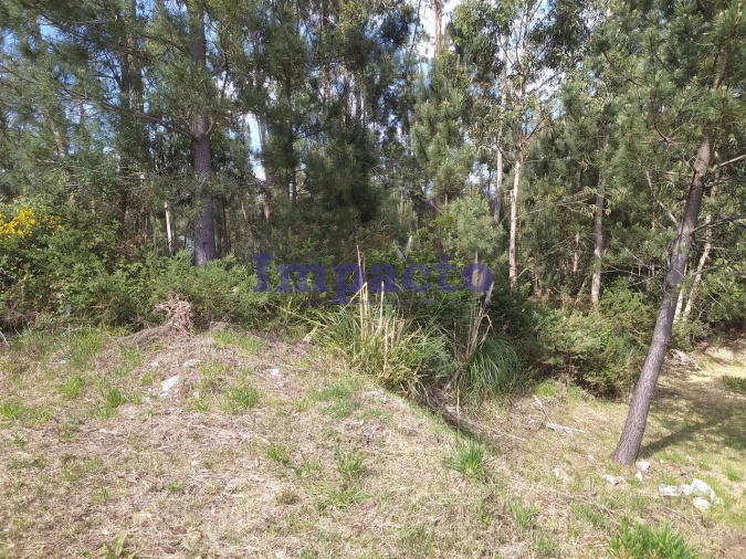 Terreno para Venda em Cesar Foto 4