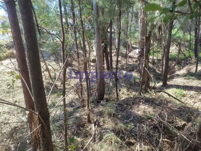 Terreno para Venda em Cesar Foto 8