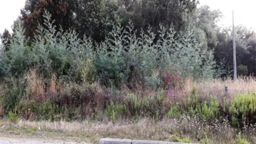 Terreno para Venda em O. Azeméis, Riba-Ul, Ul, Macinhata Seixa, Madail Foto 2