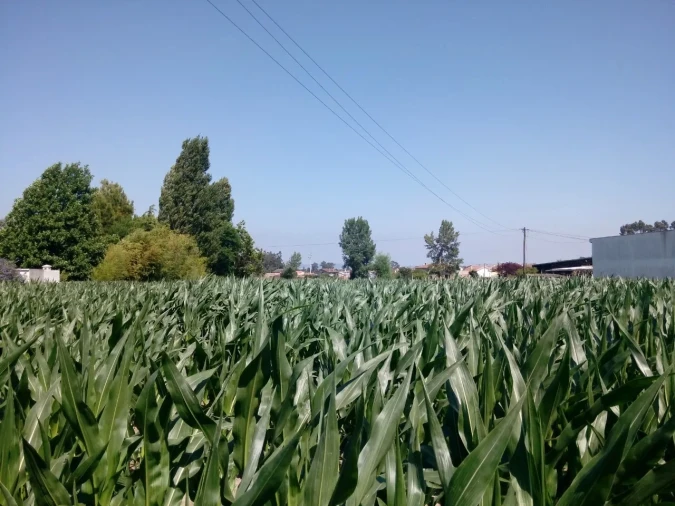 Terreno para Venda em Pardilho Foto 4