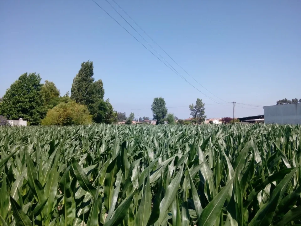 Terreno para Venda em Pardilho Foto 4