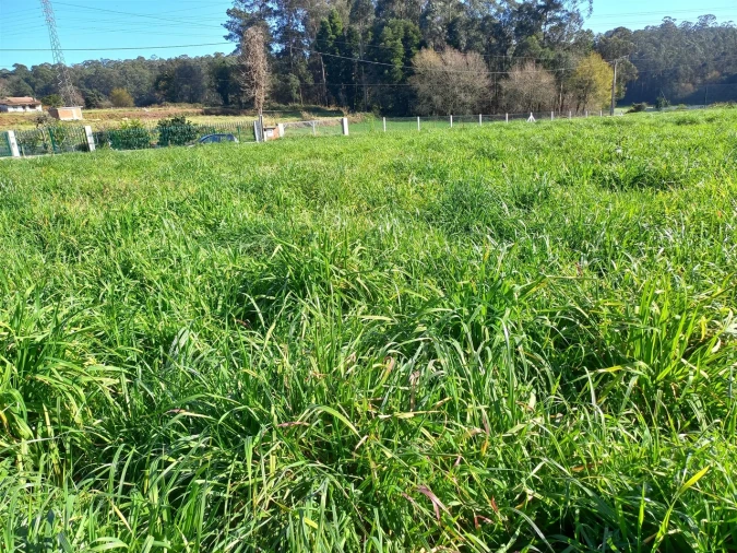 Terreno para Venda em São Martinho da Gandara Foto 4