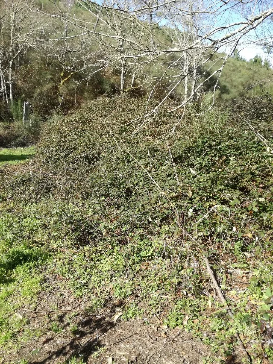 Terreno para Venda em Pias Foto 6