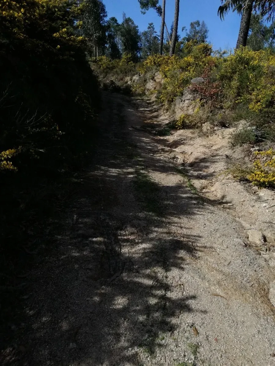 Terreno para Venda em Pias Foto 9