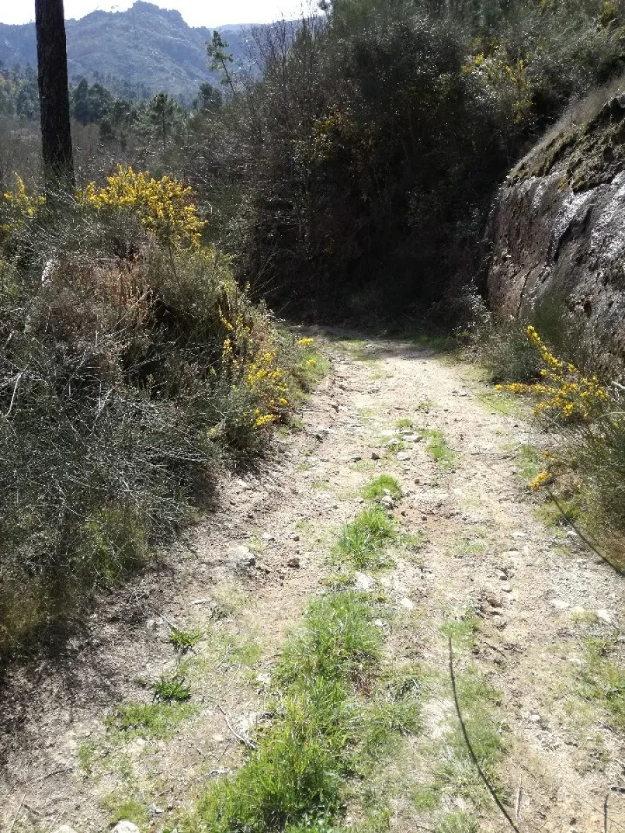Terreno para Venda em Pias Foto 8