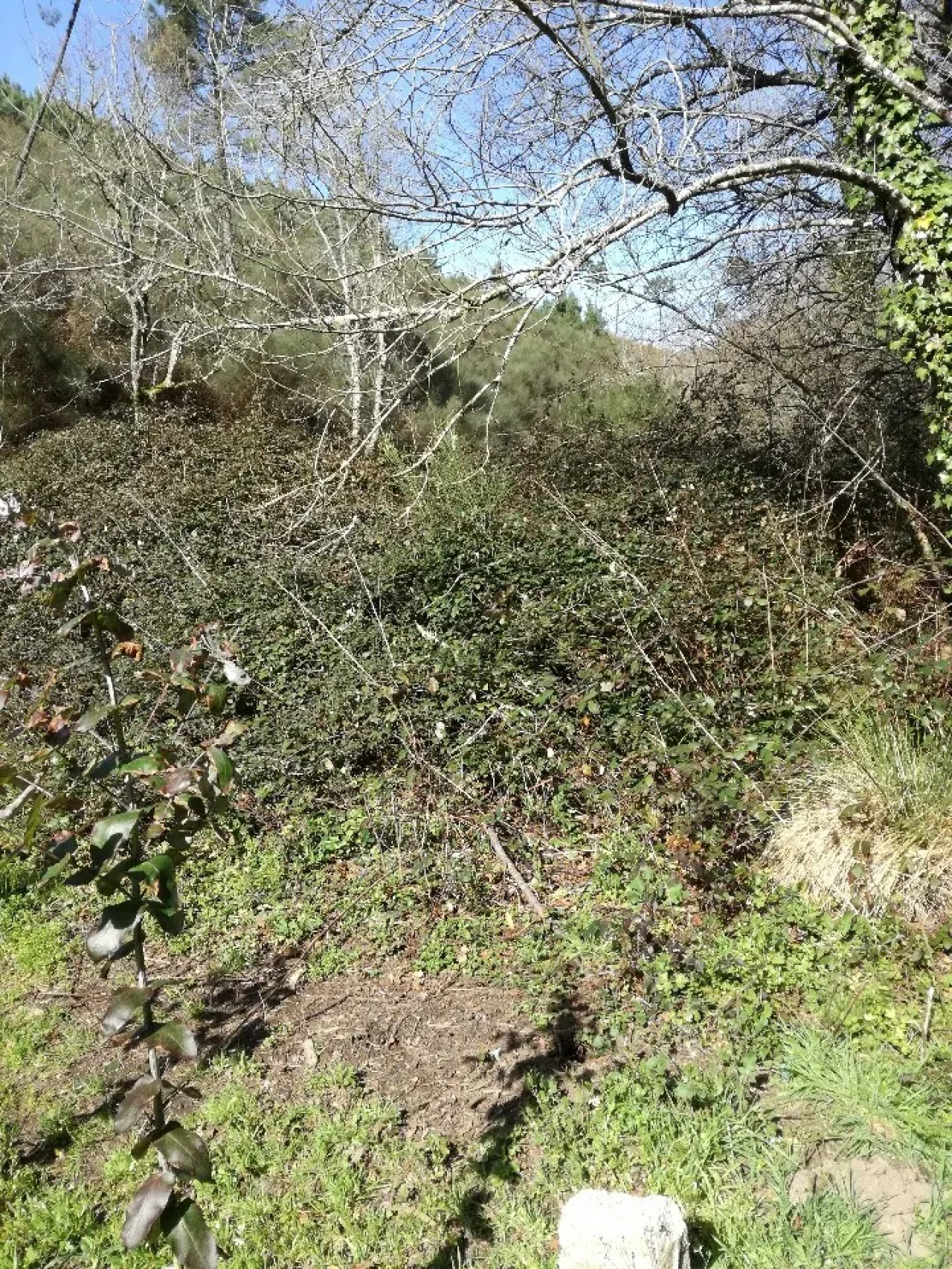 Terreno para Venda em Pias Foto 5