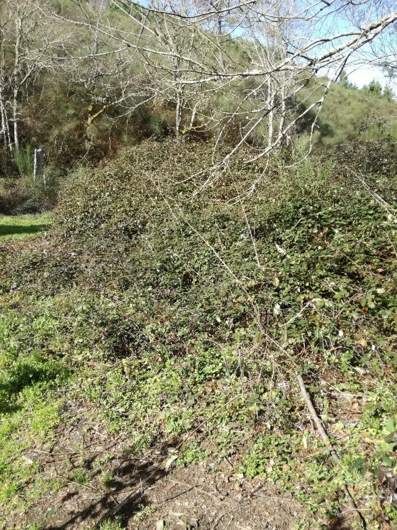 Terreno para Venda em Pias Foto 6