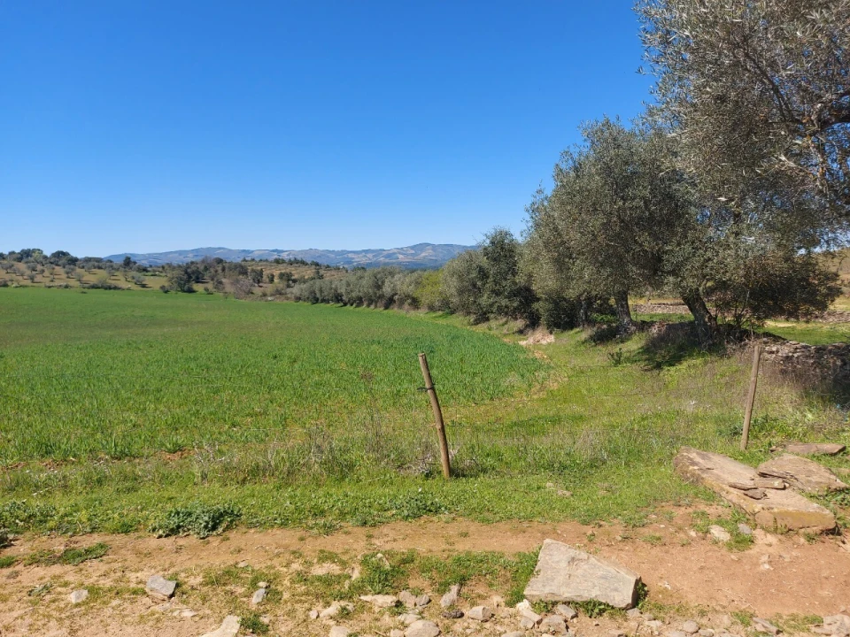 Terreno para Venda em Castro Vicente Foto 7