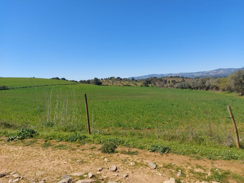 Terreno para Venda em Castro Vicente Foto 8