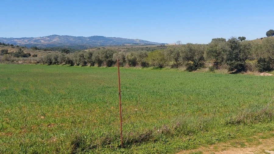 Terreno para Venda em Castro Vicente