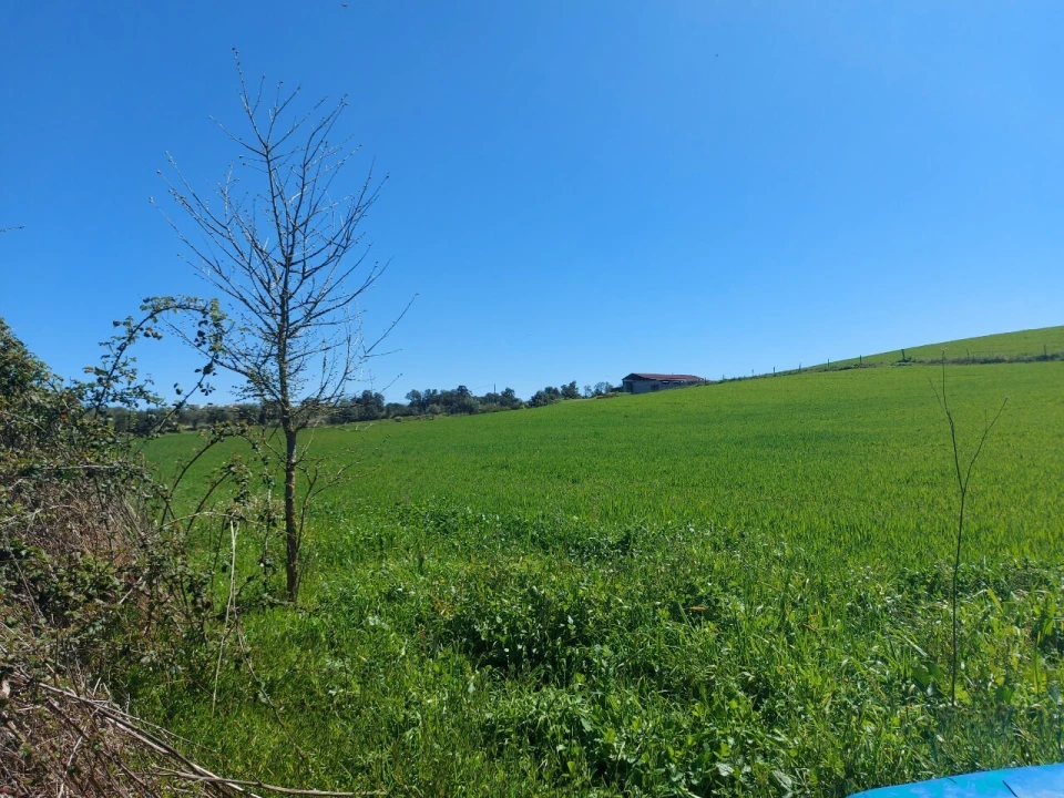 Terreno para Venda em Castro Vicente Foto 2