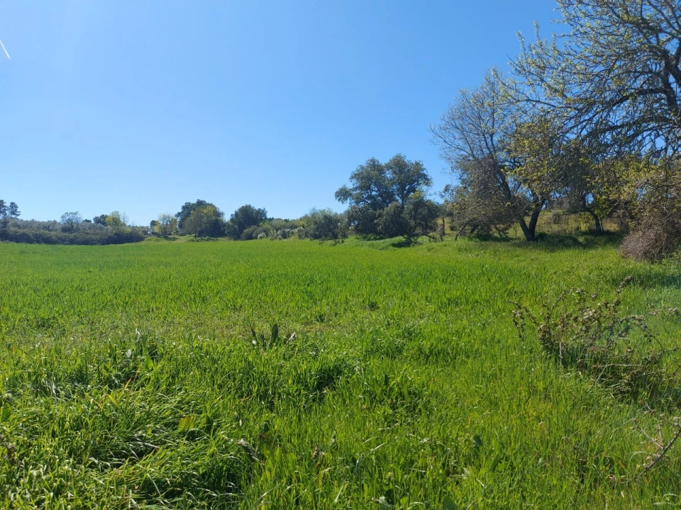 Terreno para Venda em Castro Vicente Foto 4