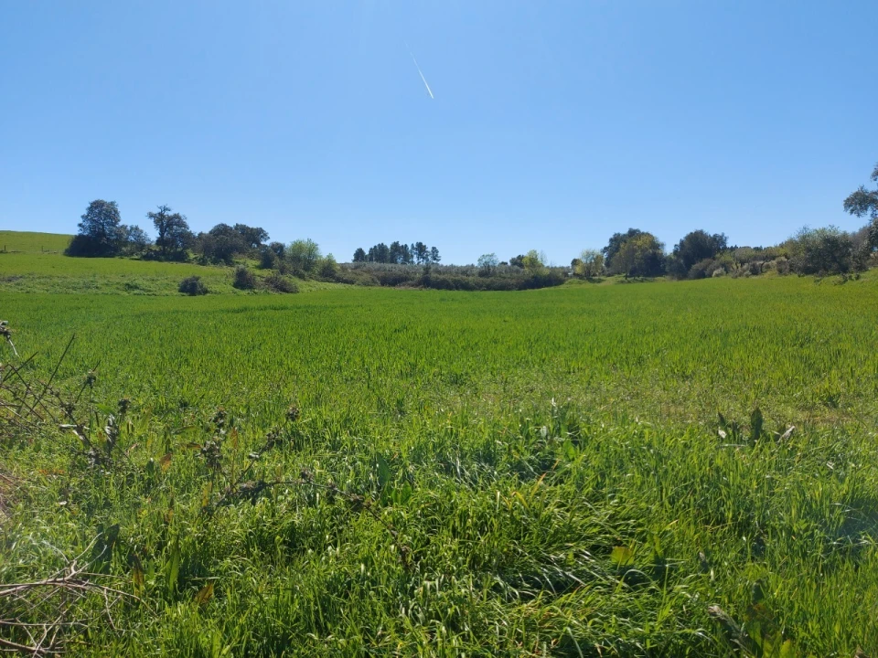 Terreno para Venda em Castro Vicente Foto 6