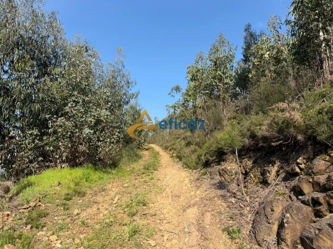 Terreno Agricola ou Rústico para Venda em Gandra Foto 4