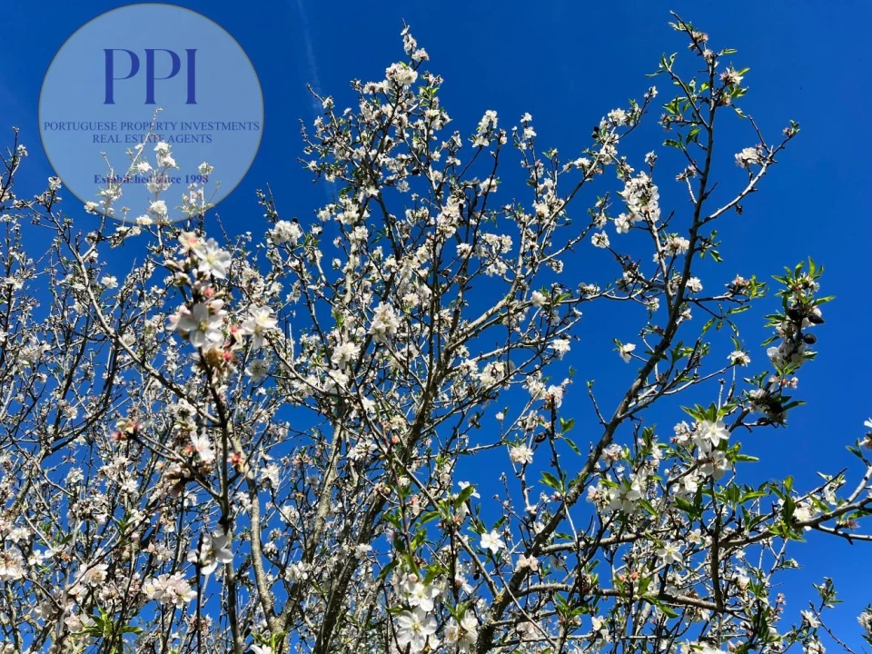 Quinta T0 para Venda em Lagos (São Sebastião e Santa Maria) Foto 56