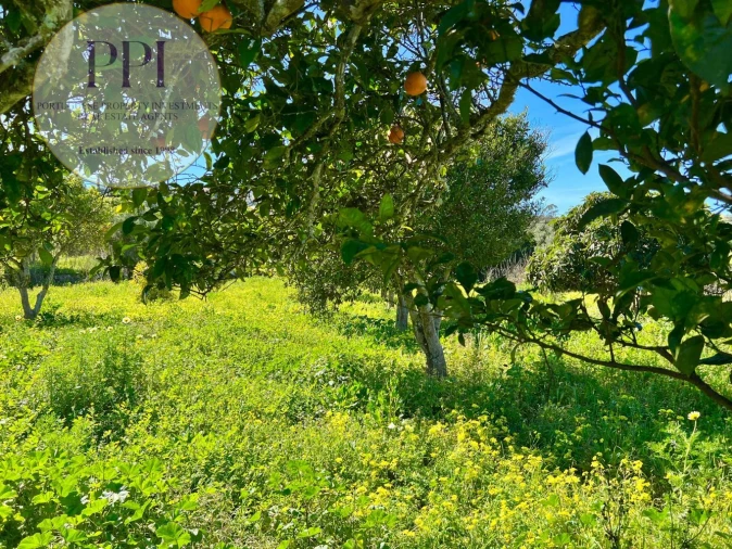 Quinta T0 para Venda em Lagos (São Sebastião e Santa Maria) Foto 14