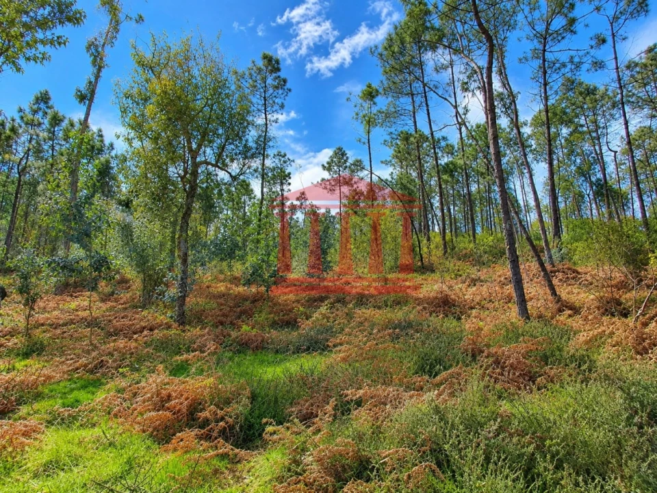 Terreno Agricola ou Rústico para Venda em Alheira e Igreja Nova Foto 1