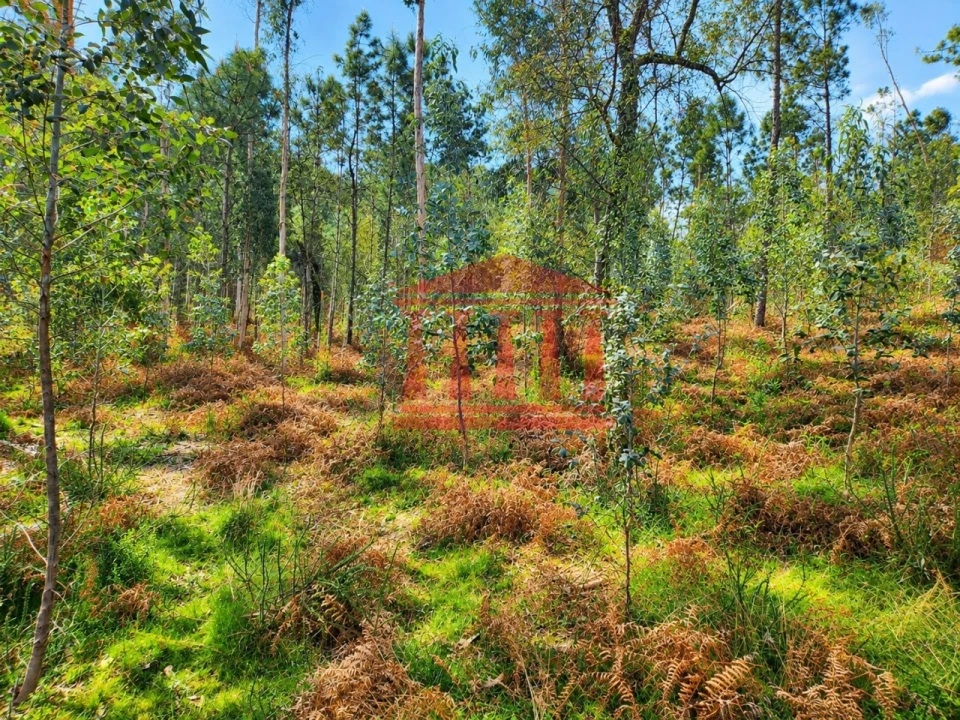 Terreno Agricola ou Rústico para Venda em Alheira e Igreja Nova Foto 5