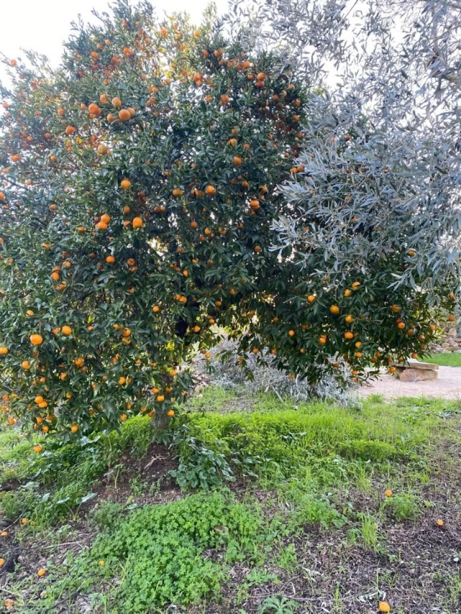 Moradia T2 para Venda em Sardoal Foto 23