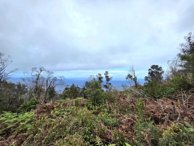Terreno Agricola ou Rústico para Venda em Porto Moniz Foto 7