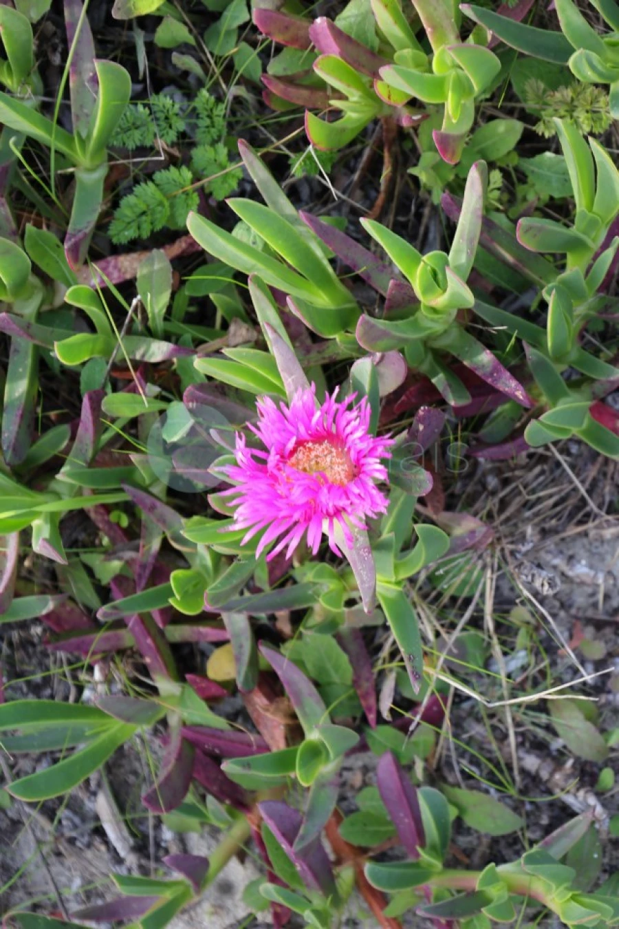 Moradia T4 para Venda em Chafe Foto 81