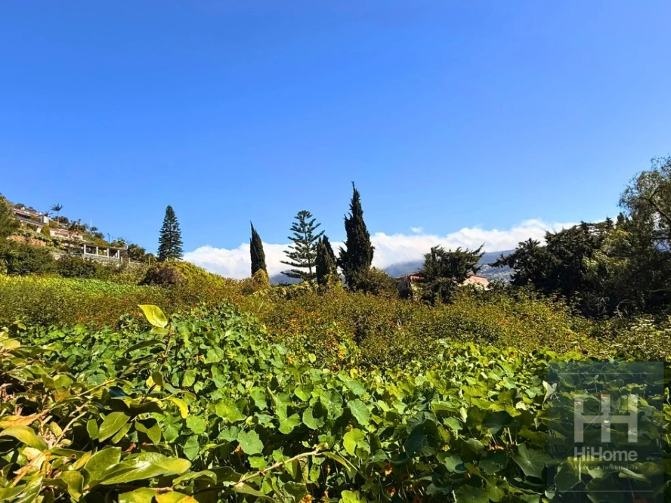 Terreno para Venda em São Martinho Foto 5