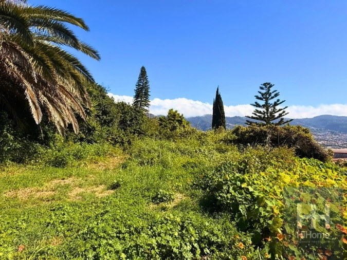 Terreno para Venda em São Martinho Foto 3
