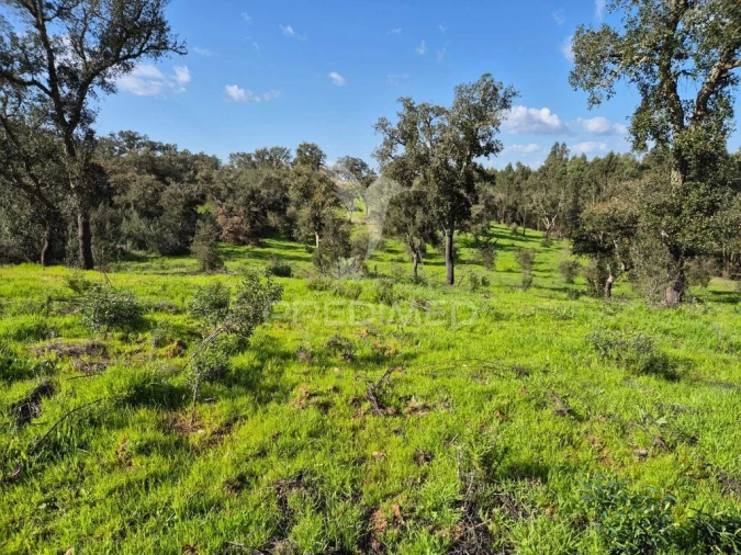 Terreno para Venda em São Domingos e Vale de Água Foto 8