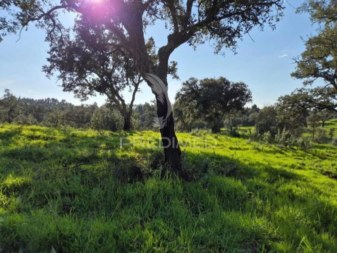 Terreno para Venda em São Domingos e Vale de Água Foto 10