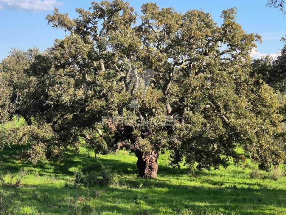 Terreno para Venda em São Domingos e Vale de Água Foto 11