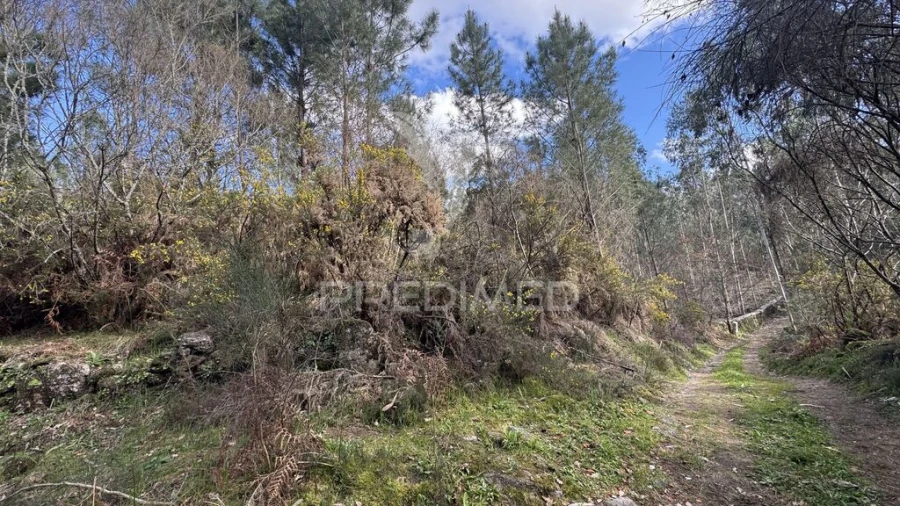 Terreno para Venda em Vilela, São Cosme e São Damião e Sá Foto 7