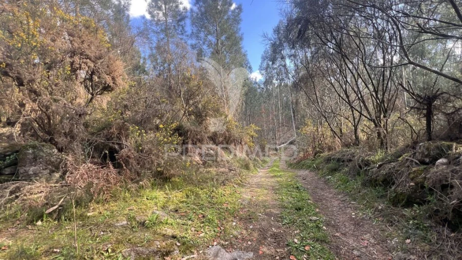 Terreno para Venda em Vilela, São Cosme e São Damião e Sá Foto 9
