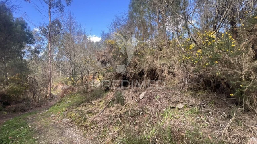 Terreno para Venda em Vilela, São Cosme e São Damião e Sá Foto 16