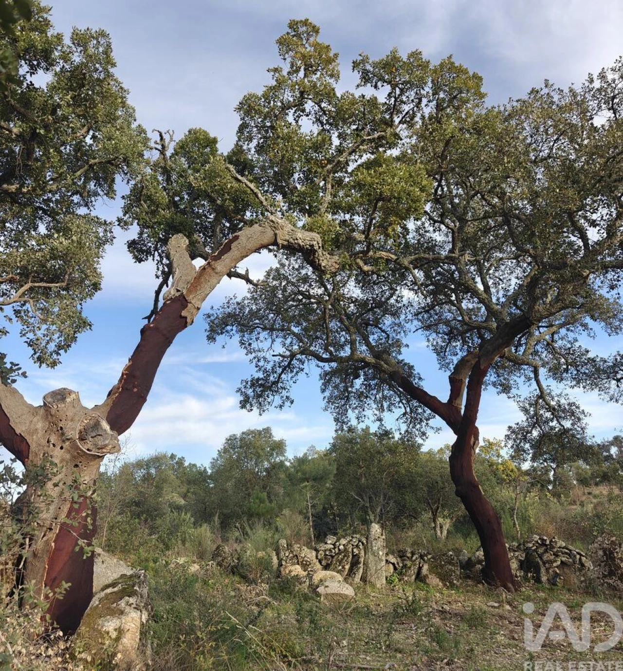 Terreno para Venda em Monsanto e Idanha-A-Velha Foto 2