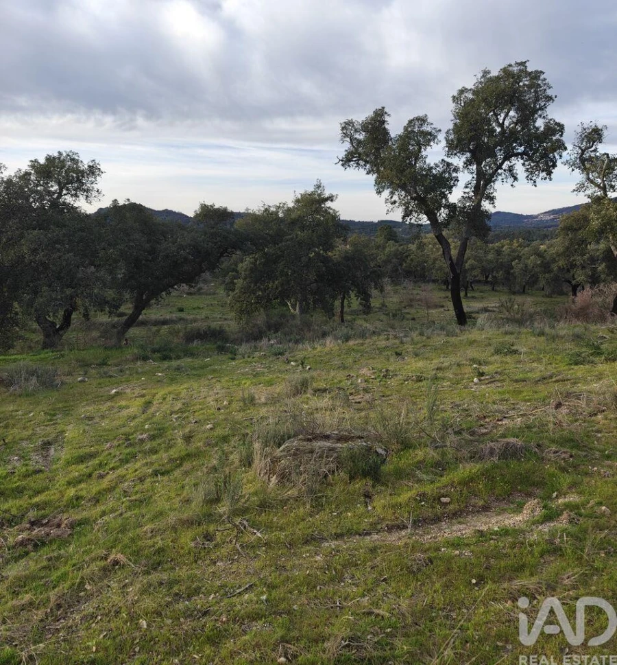 Terreno para Venda em Monsanto e Idanha-A-Velha Foto 5