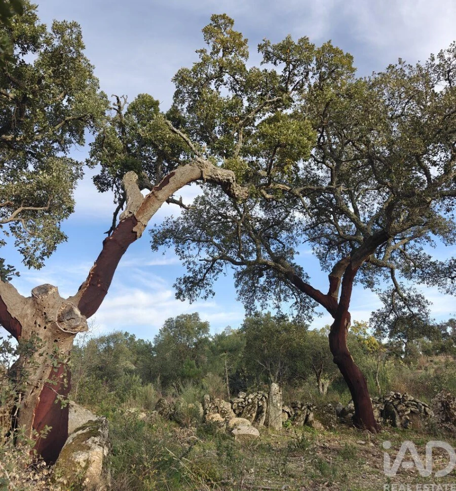 Terreno para Venda em Monsanto e Idanha-A-Velha Foto 2