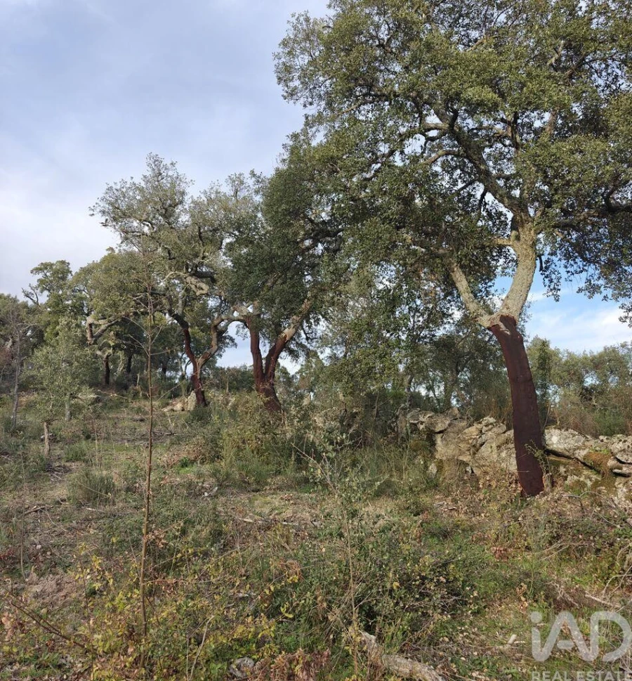 Terreno para Venda em Monsanto e Idanha-A-Velha Foto 1