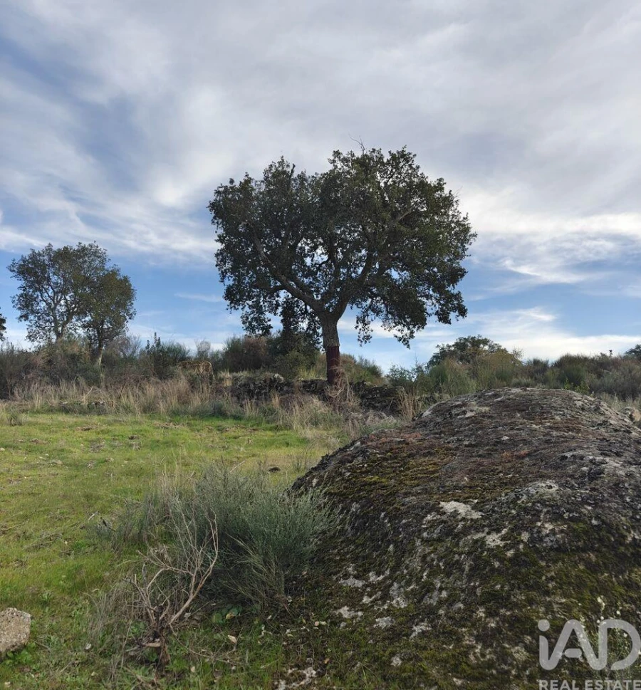 Terreno para Venda em Monsanto e Idanha-A-Velha Foto 3