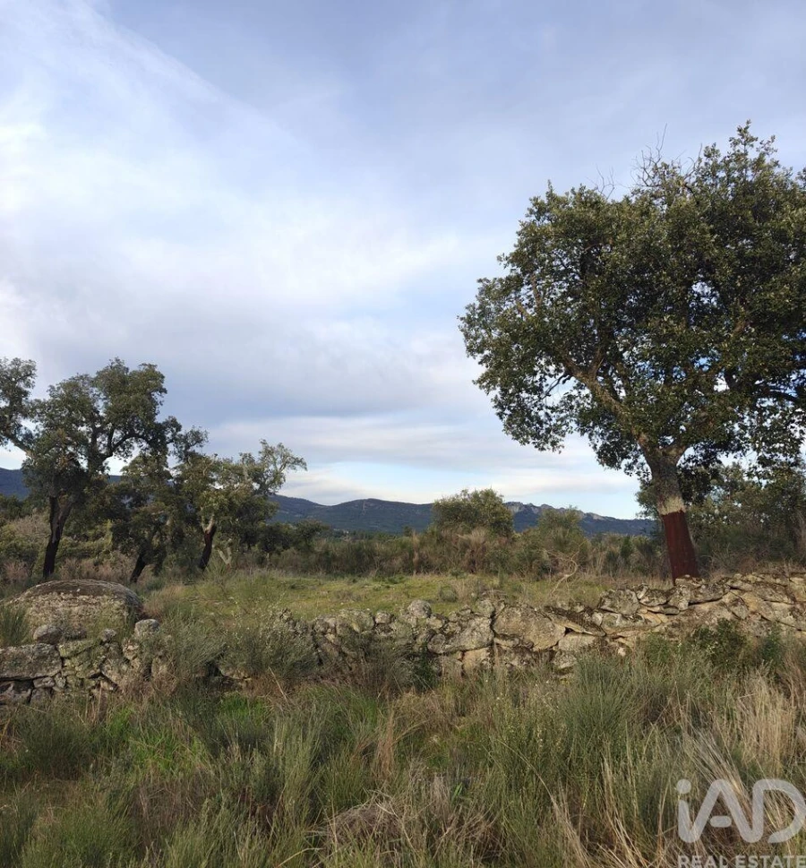Terreno para Venda em Monsanto e Idanha-A-Velha Foto 4