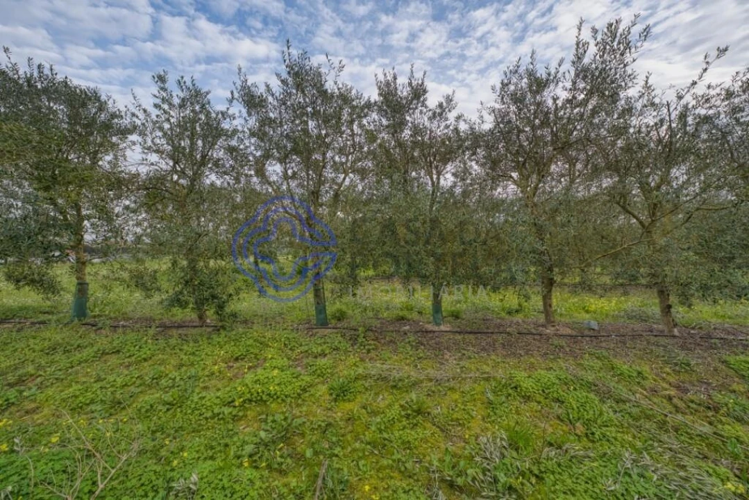 Terreno para Venda em Cartaxo e Vale da Pinta Foto 7