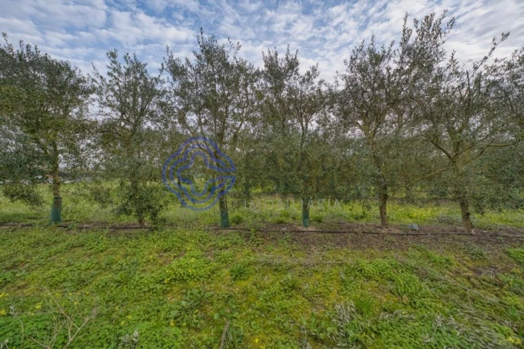 Terreno para Venda em Cartaxo e Vale da Pinta Foto 7